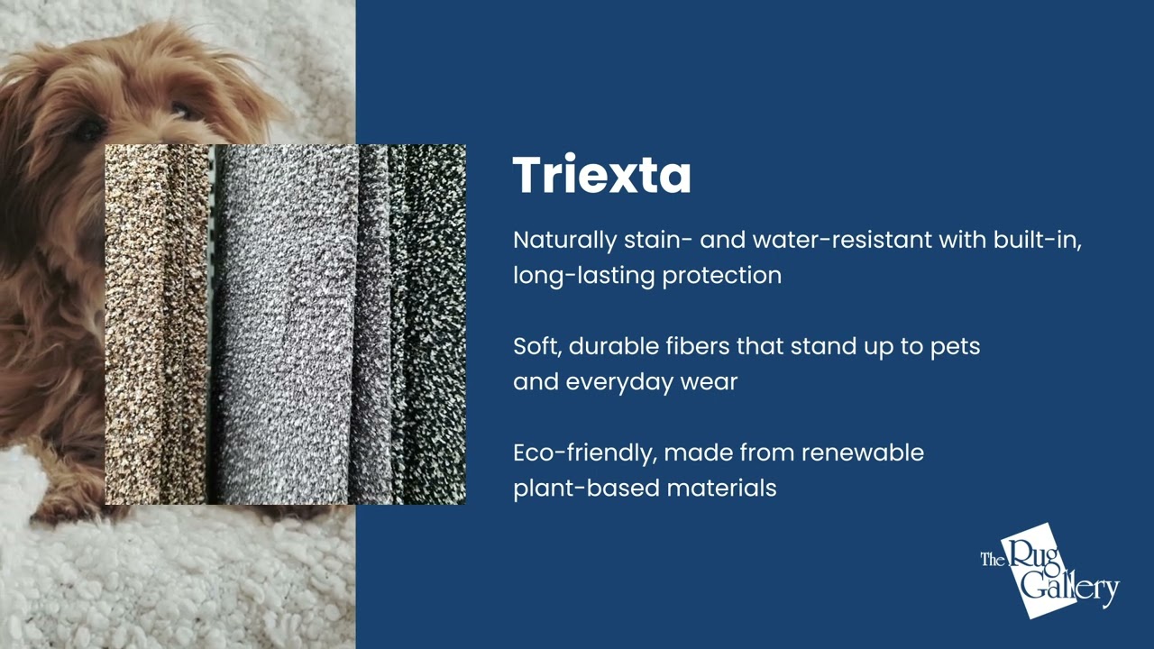 Pet-Friendly Rugs and Carpets | The Rug Gallery - Cincinnati, Ohio