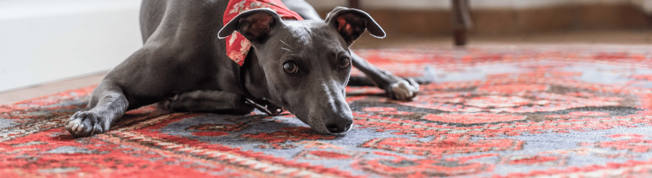 Oriental Rug Pet Stain Removal - The Rug Gallery in Cincinnati