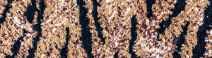 Closeup of tiger rug