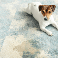 Small brown and white dog sitting next to pet stain on blue and white rug in need of cleaning