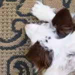 White dog with brown ears resting on a pet-friendly rug