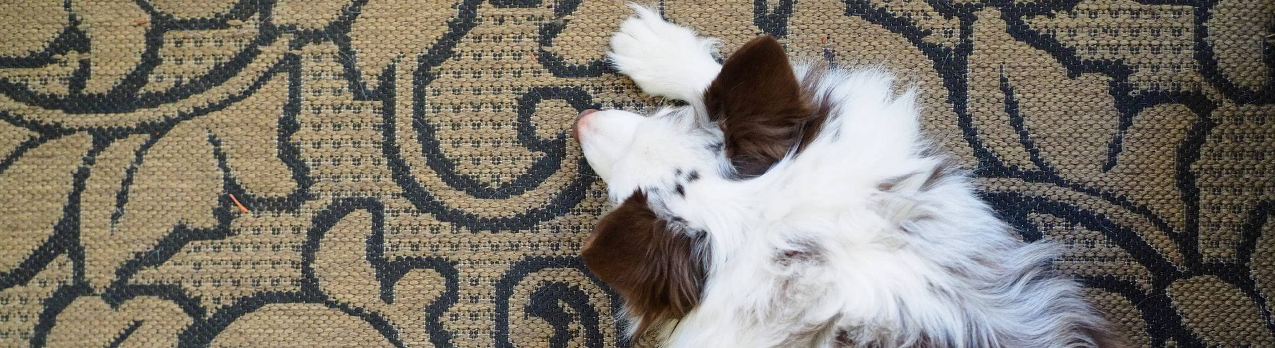 White dog with brown ears resting on a pet-friendly rug